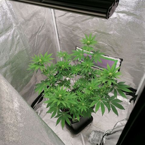 Solpina Magic  growlog timeline photo