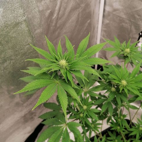 Solpina Magic  growlog timeline photo