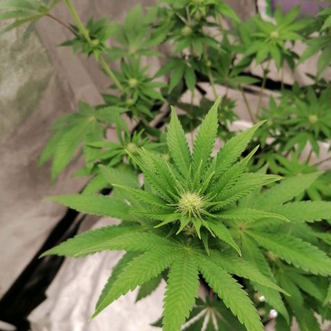 Solpina Magic  growlog timeline photo
