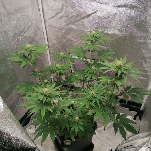 Solpina Magic  growlog timeline photo