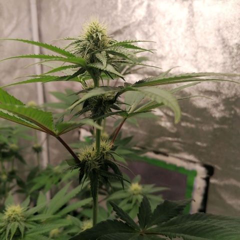 Solpina Magic  growlog timeline photo