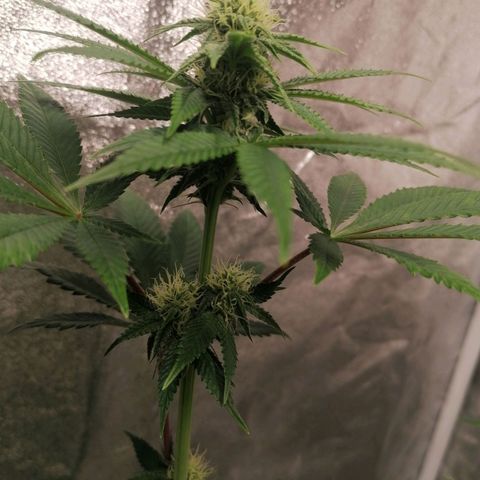 Solpina Magic  growlog timeline photo