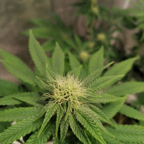 Solpina Magic  growlog timeline photo