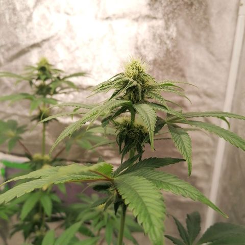 Solpina Magic  growlog timeline photo