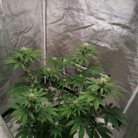 Solpina Magic  growlog timeline photo
