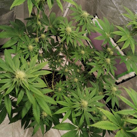 Solpina Magic  growlog timeline photo