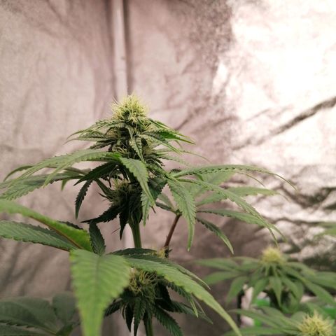 Solpina Magic  growlog timeline photo