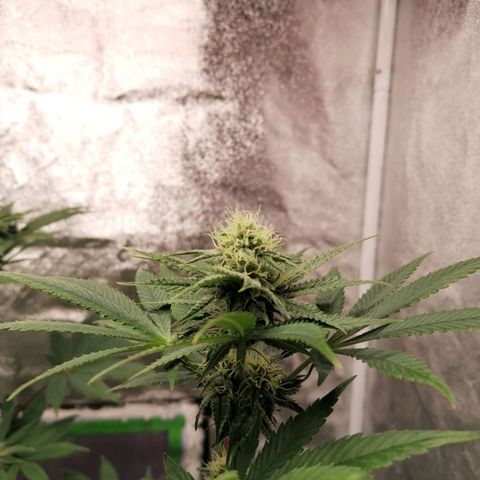 Solpina Magic  growlog timeline photo