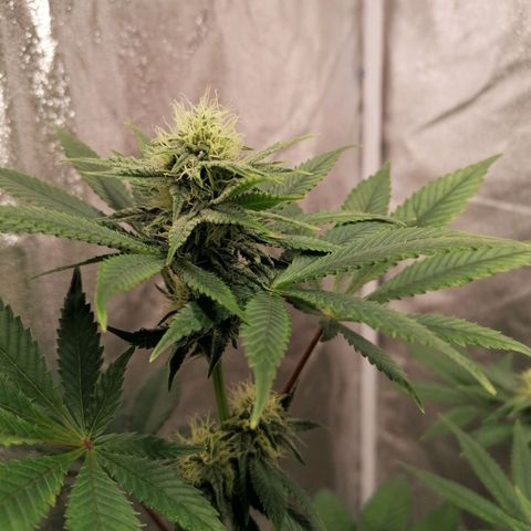 Solpina Magic  growlog timeline photo