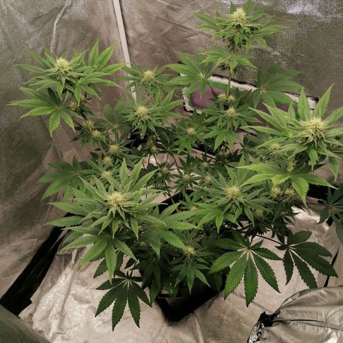 Solpina Magic  growlog timeline photo