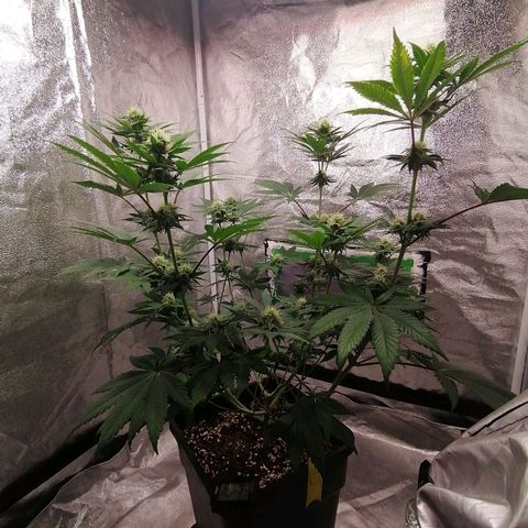 Solpina Magic  growlog timeline photo