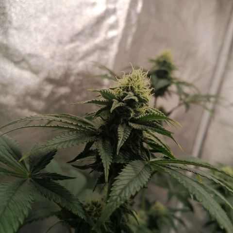 Solpina Magic  growlog timeline photo