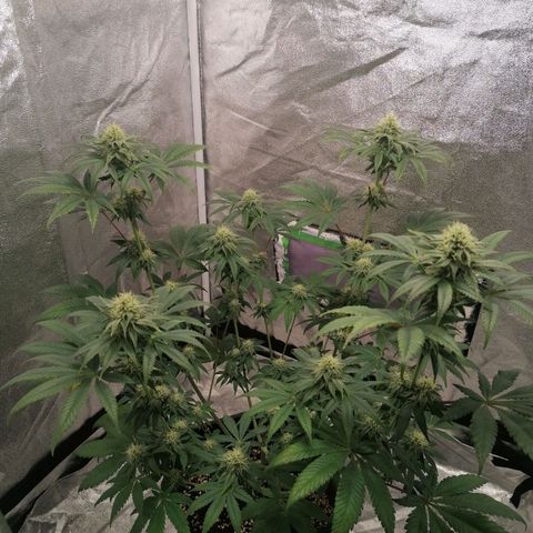 Solpina Magic  growlog timeline photo