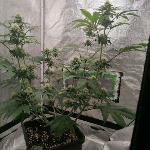 Solpina Magic  growlog timeline photo