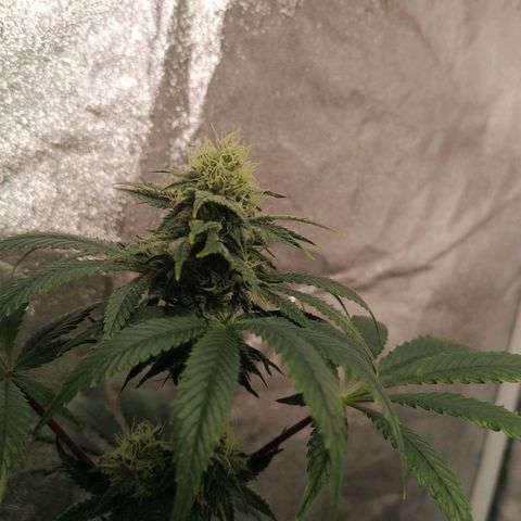 Solpina Magic  growlog timeline photo