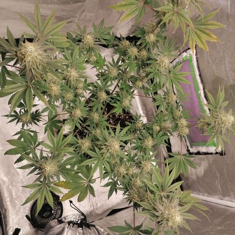 Solpina Magic  growlog timeline photo
