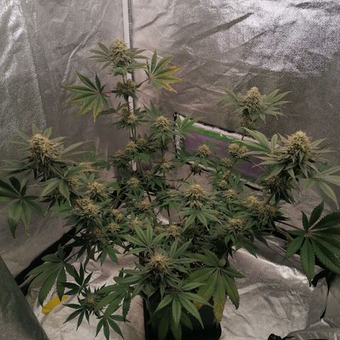 Solpina Magic  growlog timeline photo