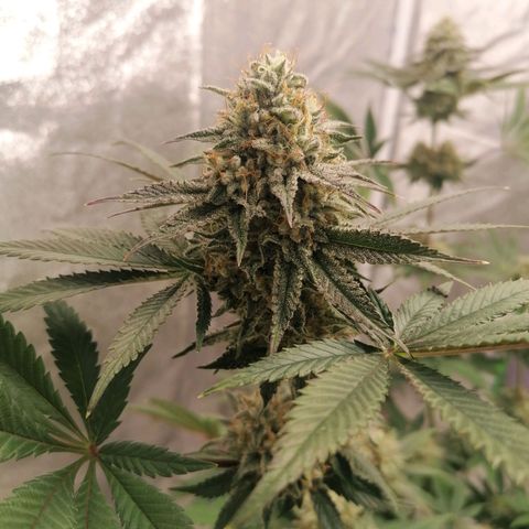 Solpina Magic  growlog timeline photo