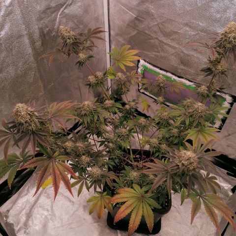 Solpina Magic  growlog timeline photo