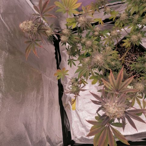 Solpina Magic  growlog timeline photo