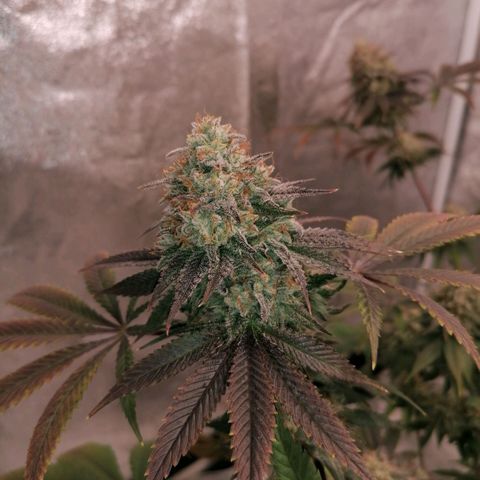 Solpina Magic  growlog timeline photo