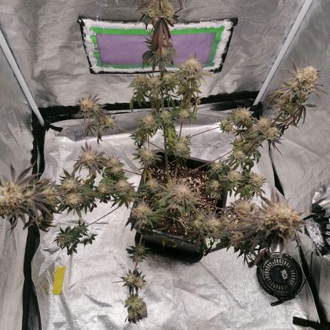 Solpina Magic  growlog timeline photo