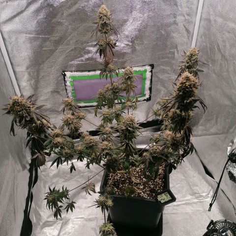 Solpina Magic  growlog timeline photo