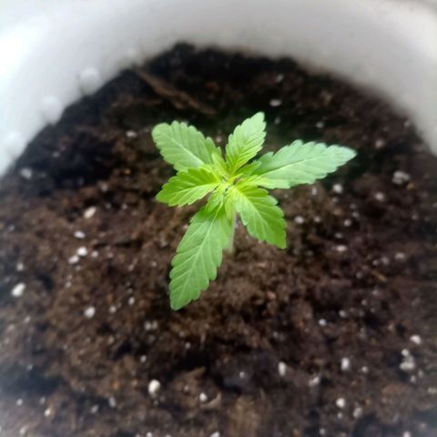 Bruce growlog timeline photo