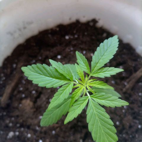 Bruce growlog timeline photo