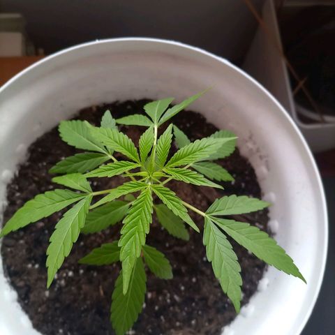 Bruce growlog timeline photo