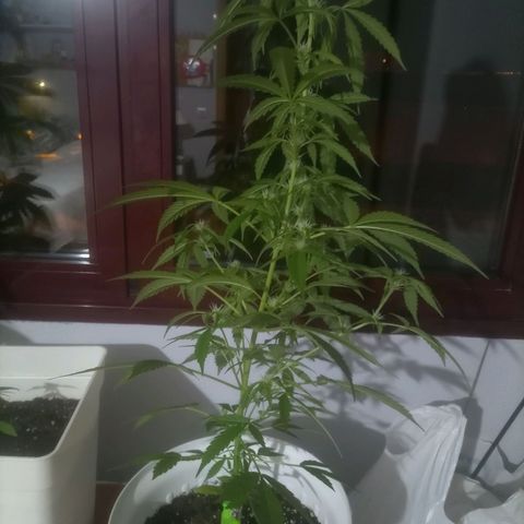 Bruce growlog timeline photo