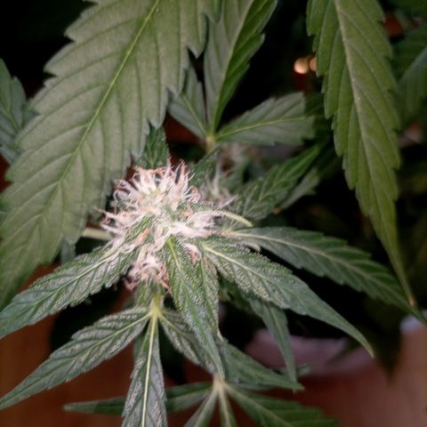 Bruce growlog timeline photo