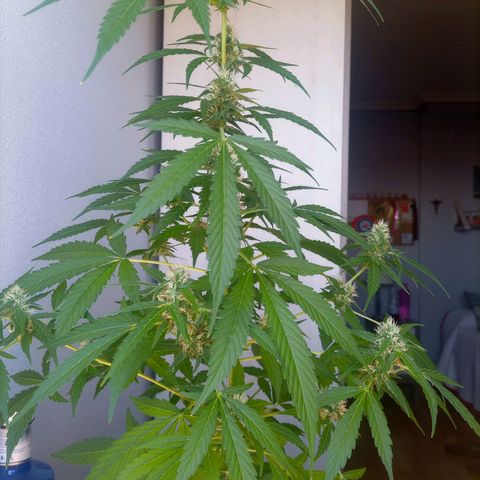 Bruce growlog timeline photo