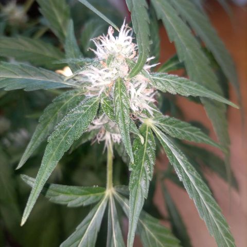 Bruce growlog timeline photo