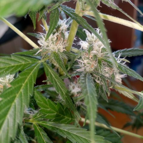 Bruce growlog timeline photo