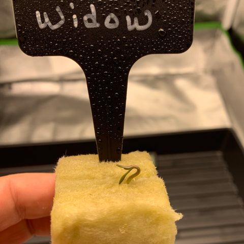 White Window growlog timeline photo