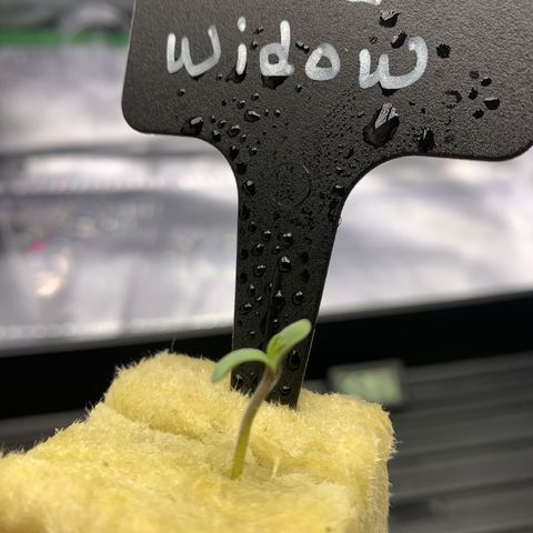 White Window growlog timeline photo