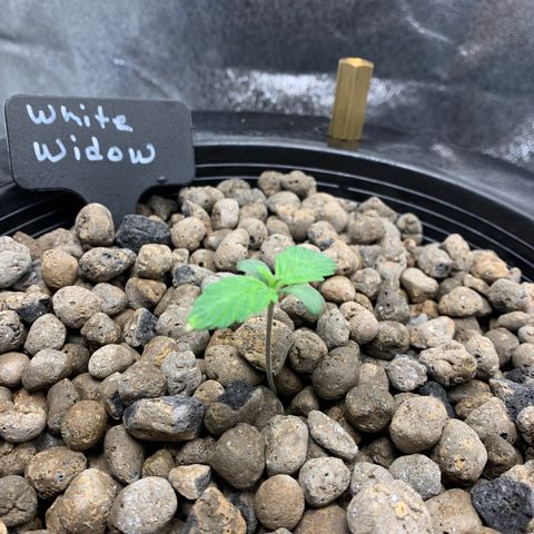 White Window growlog timeline photo