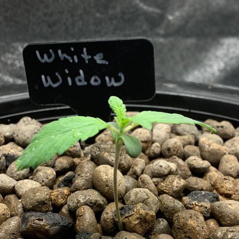 White Window growlog timeline photo