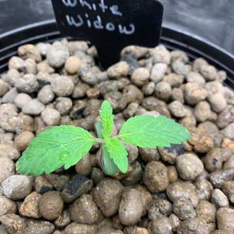 White Window growlog timeline photo