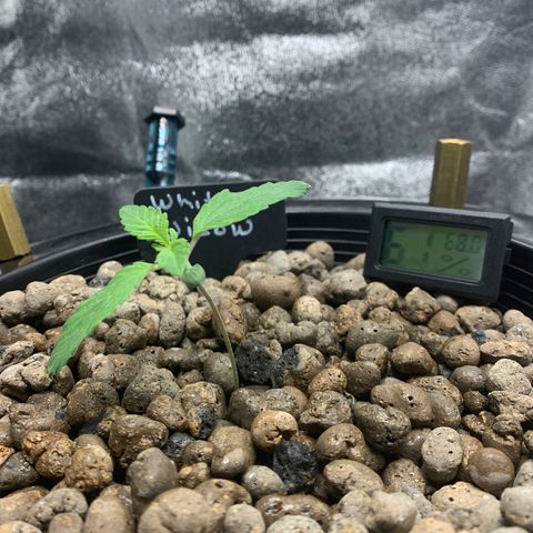 White Window growlog timeline photo