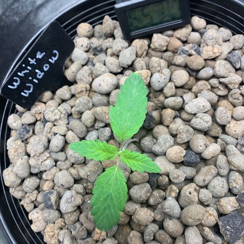 White Window growlog timeline photo