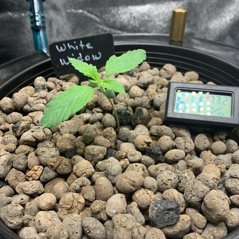 White Window growlog timeline photo