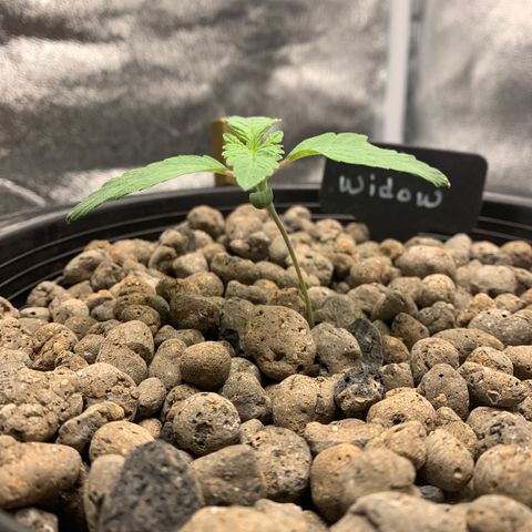 White Window growlog timeline photo