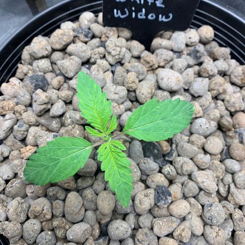 White Window growlog timeline photo