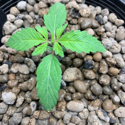 White Window growlog timeline photo