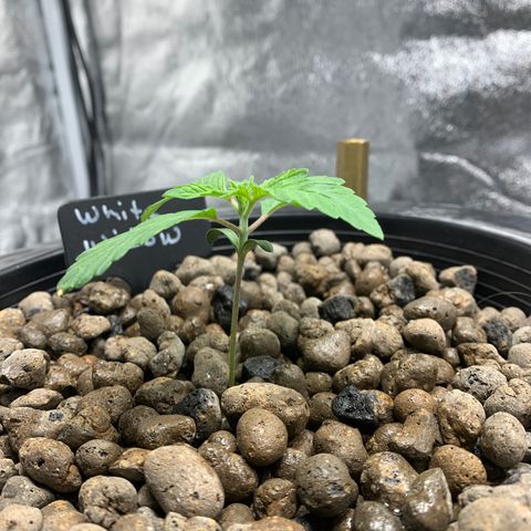 White Window growlog timeline photo