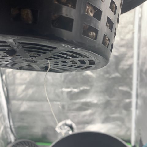 White Window growlog timeline photo