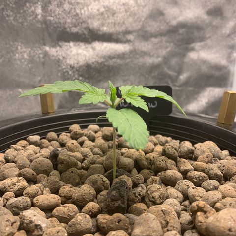 White Window growlog timeline photo