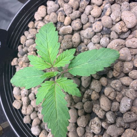White Window growlog timeline photo